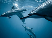 NBA直播-【直播】大黄教练回复弹幕TTG缺个大帅：大帅操作就是第一辅，哪个队伍不缺？